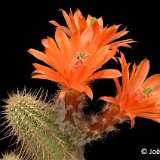 Echinocereus salm-dyckianus non scheeri koehresianus Lau1143 JLcoll.1263.jpg